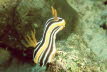 Afrikanische Chromodoris