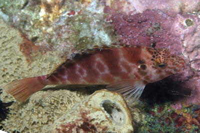 Gefleckter B�schelbarsch