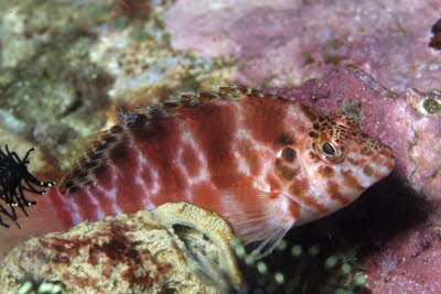 Gefleckter B�schelbarsch