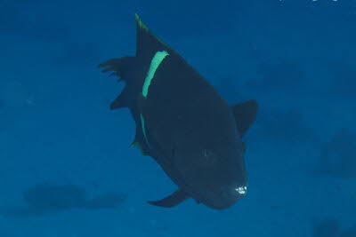 Spiegelfleck-Junker, ad.