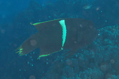 Spiegelfleck-Junker, ad.