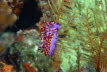 Purpur-Fadenschnecke