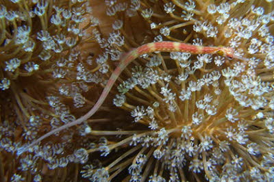 Schwarzbrust-Seenadel 