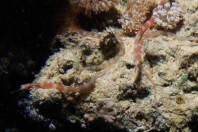 Schwarzbrust-Seenadel 