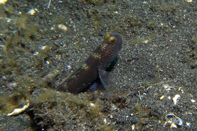 Luthers W�chtergrundel