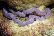 Klebrige Anemone