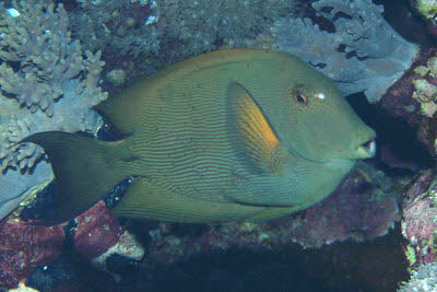 Brauner Borstenzahndoktor