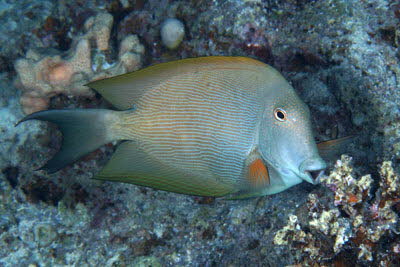 Brauner Borstenzahndoktor