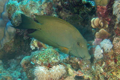 Brauner Borstenzahndoktor