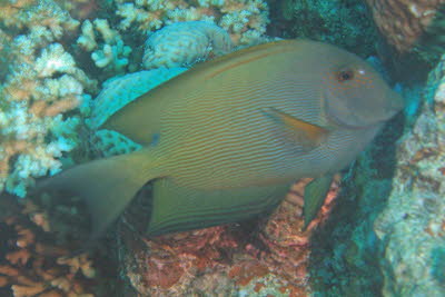 Brauner Borstenzahndoktor