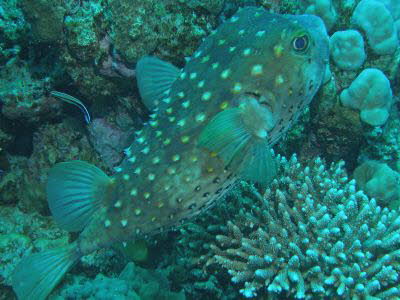 Gelbflecken-Igelfisch