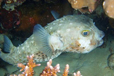 Gelbflecken-Igelfisch