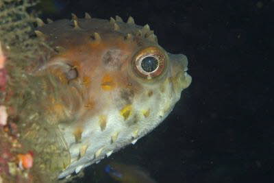 Gelbflecken-Igelfisch