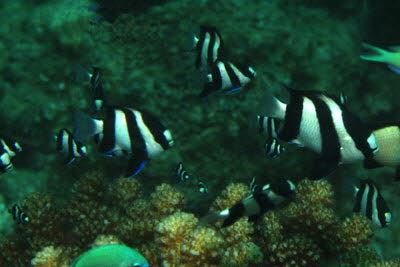 Dreibinden-Preuenfisch