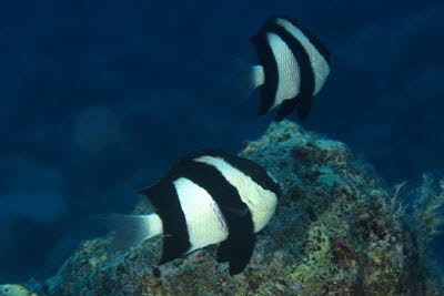 Dreibinden-Preuenfisch