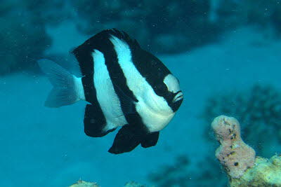 Dreibinden-Preuenfisch