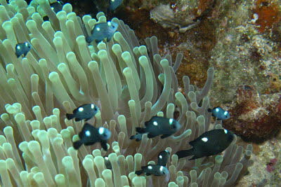 Dreifleck-Preuenfisch, juv.