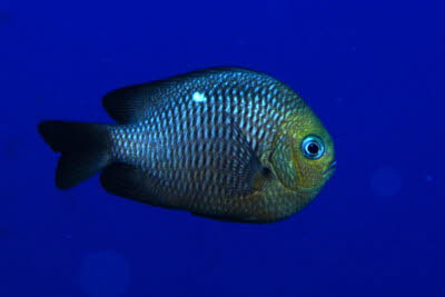 Dreifleck-Preuenfisch, ad.