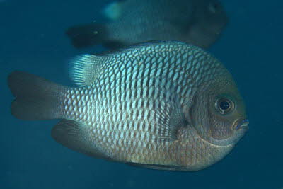 Dreifleck-Preuenfisch, ad.