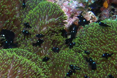 Dreifleck-Preuenfisch, juv.