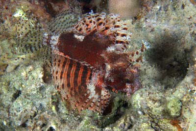 Kurzflossen-Zwergfeuerfisch