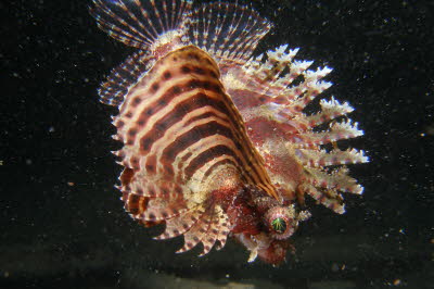 Kurzflossen-Zwergfeuerfisch