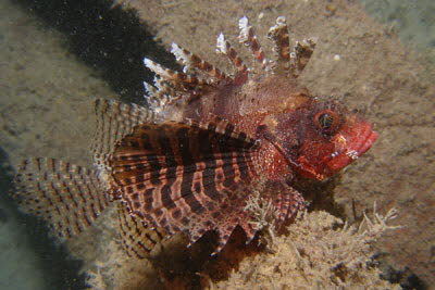 Kurzflossen-Zwergfeuerfisch