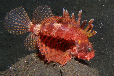 Kurzflossen-Zwergfeuerfisch