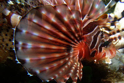 Zebra-Zwergfeuerfisch