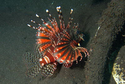 Zebra-Zwergfeuerfisch