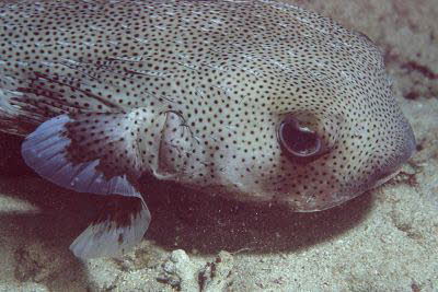 Gepunkteter Igelfisch