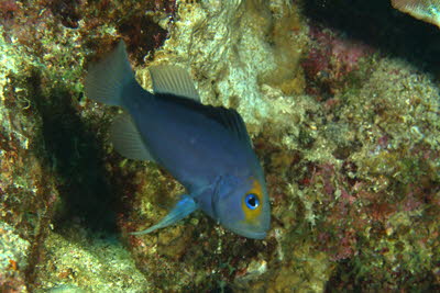 Gelbwangen-Seifenbarsch