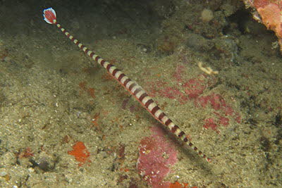 Geb�nderte Seenadel