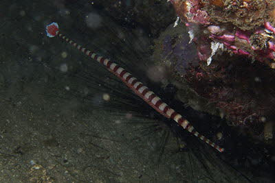 Geb�nderte Seenadel