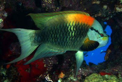 St�lpmaul-Lippfisch, m�nnl.