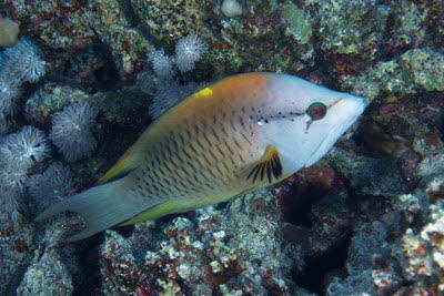 St�lpmaul-Lippfisch, semiad.