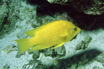 St�lpmaul-Lippfisch, weibl.