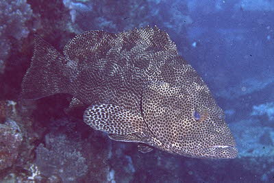 Braunpunkt-Zackenbarsch