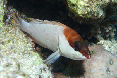 Baskenm�tzen-Zackenb.