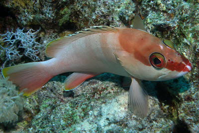 Baskenm�tzen-Zackenb.