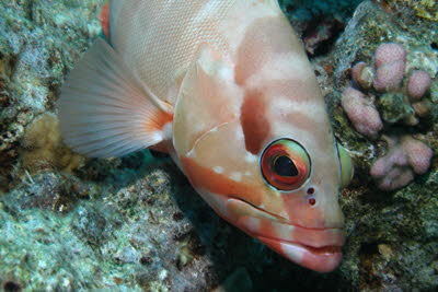 Baskenm�tzen-Zackenb.