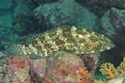 Stierkopf-Zackenbarsch