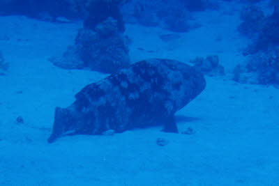 Malabar-Zackenbarsch