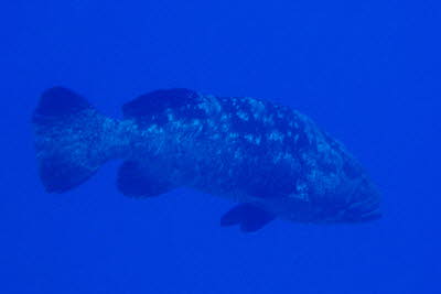 Malabar-Zackenbarsch