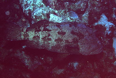 Malabar-Zackenbarsch