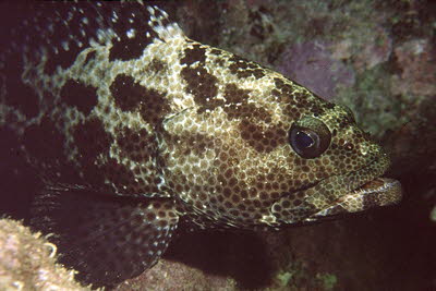 Marmorierter Zackenbarsch