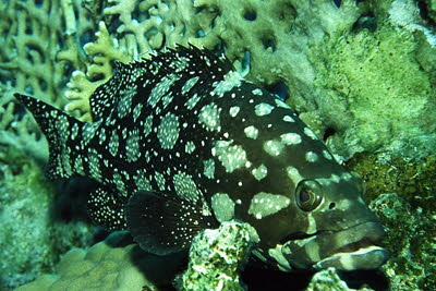 Summana-Zackenbarsch