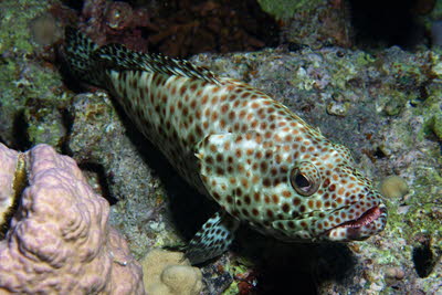 Rotflecken-Zackenbarsch