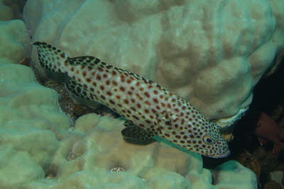 Rotflecken-Zackenbarsch