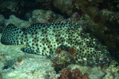 Rotflecken-Zackenbarsch